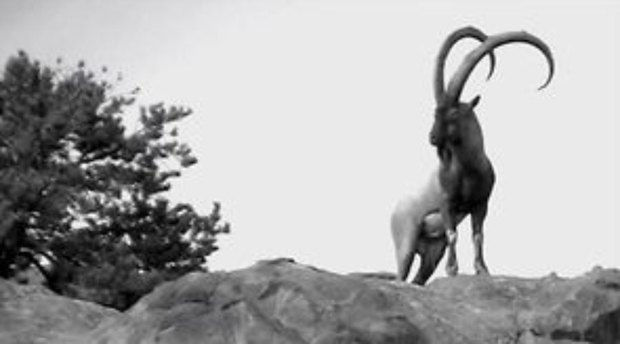 FILM: ZAC GRIFFITH FLORIDA MOUNTAINS IBEX: “Teaser”