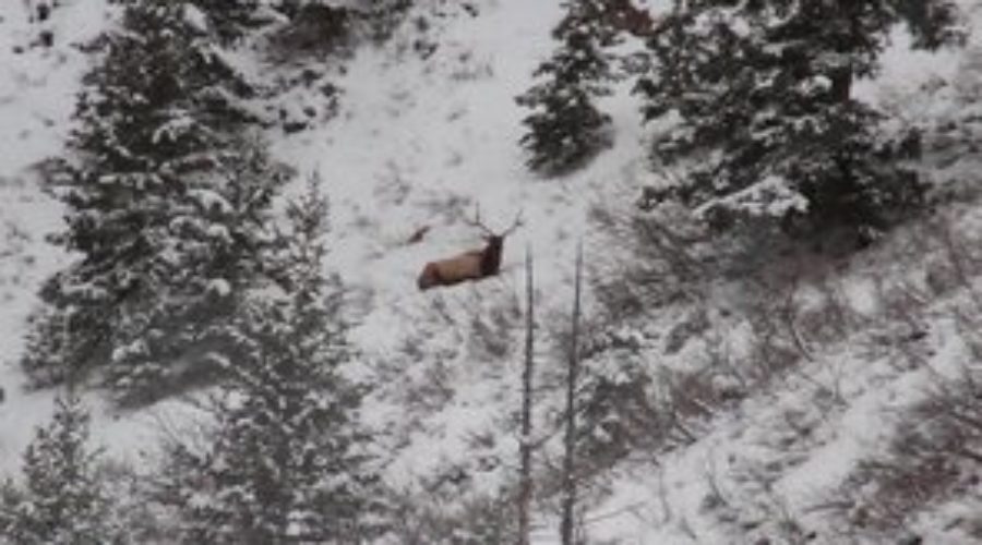 FILM: ZAC GRIFFITH’S UTAH ARCHERY ELK HUNT: “Golden Brown”