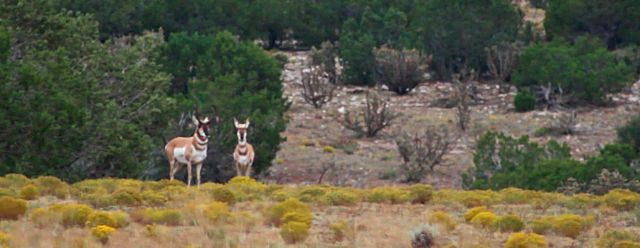 FILM:  ZAC GRIFFITH’S NEW MEXICO ANTELOPE HUNT:  “New Beginning…”