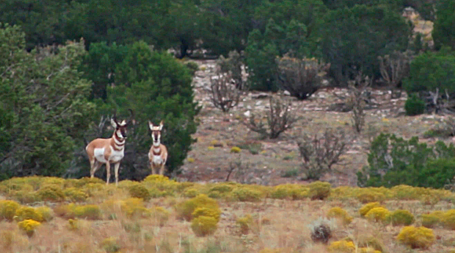 FILM:  ZAC GRIFFITH’S NEW MEXICO ANTELOPE HUNT:  “New Beginning…”