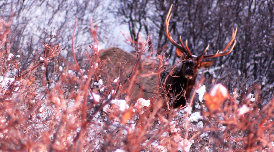 ZAC GRIFFITH UTAH ARCHERY ELK HUNT:  “Golden Brown: Season 2”