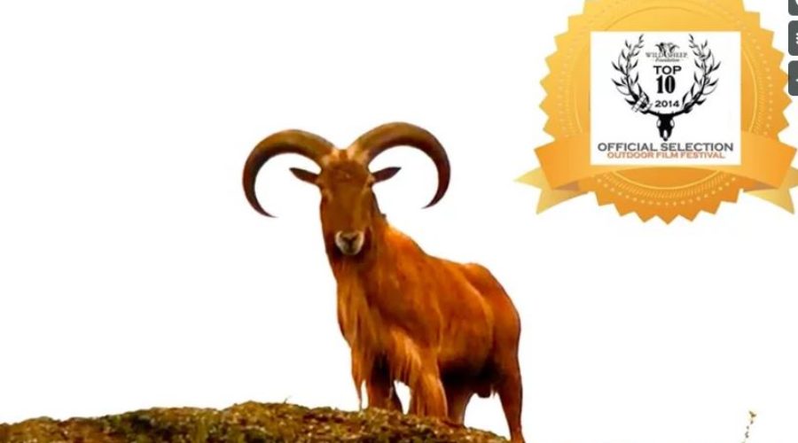 ZAC GRIFFITH TEXAS AOUDAD HUNT: “3 FOR 3”