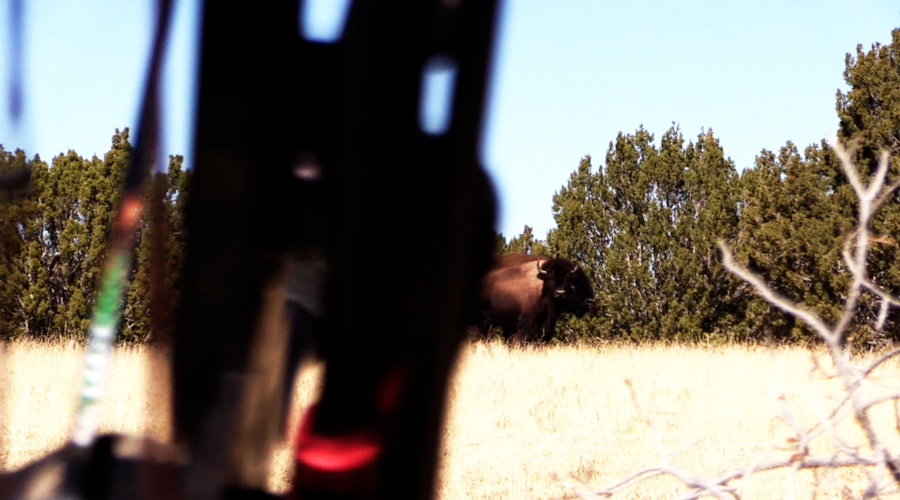 Buffalo Safari Clip