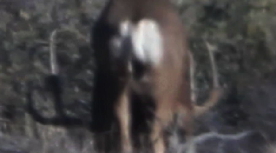 GIANT DESERT MULEY: “Yoga Buck”