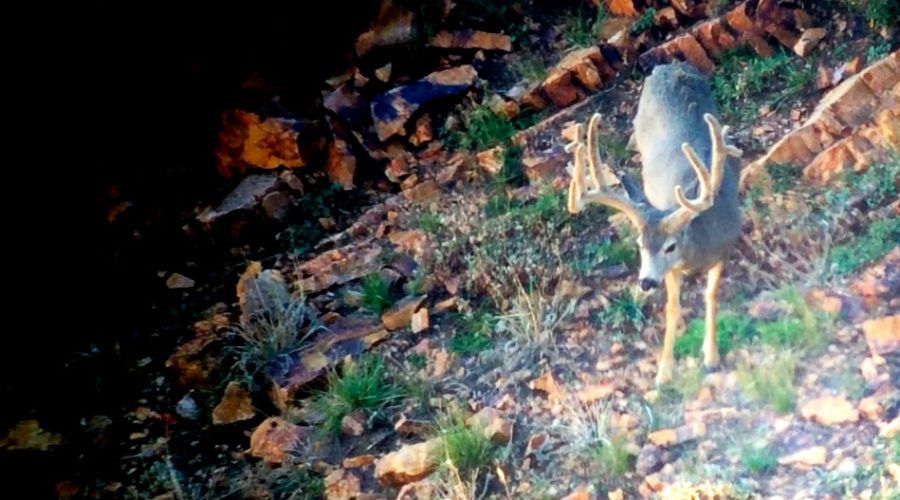 ZAC GRIFFITH “SPLIT” MUZZLELOADER HUNT
