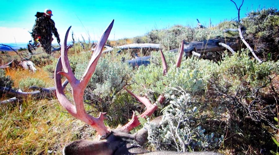 ZAC GRIFFITH WYOMING ARCHERY MULE DEER: “Long SHOT”