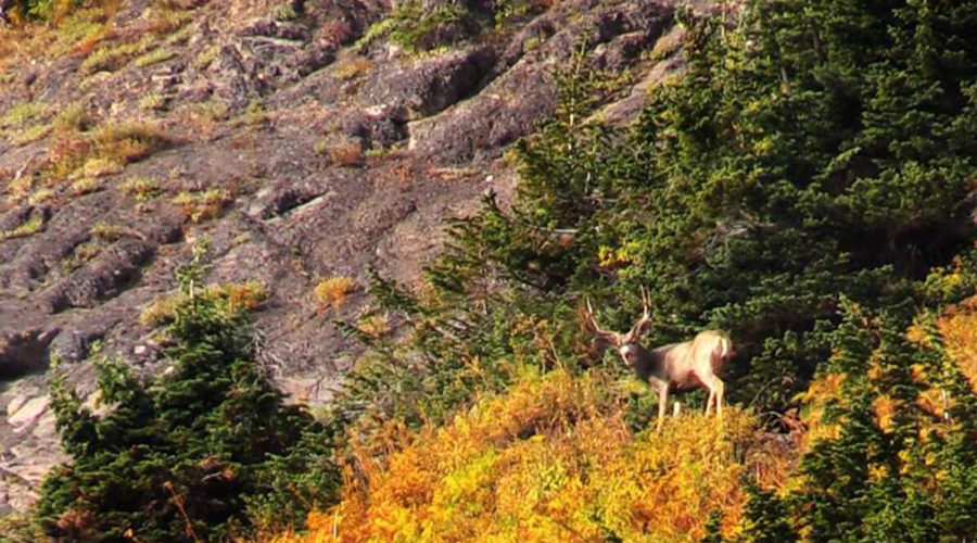 COLORADO HIGH COUNTRY MULE DEER HUNT